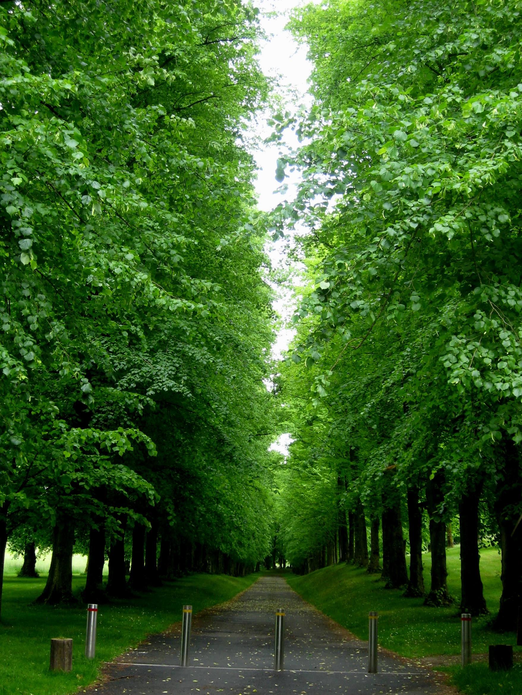 Common Linden