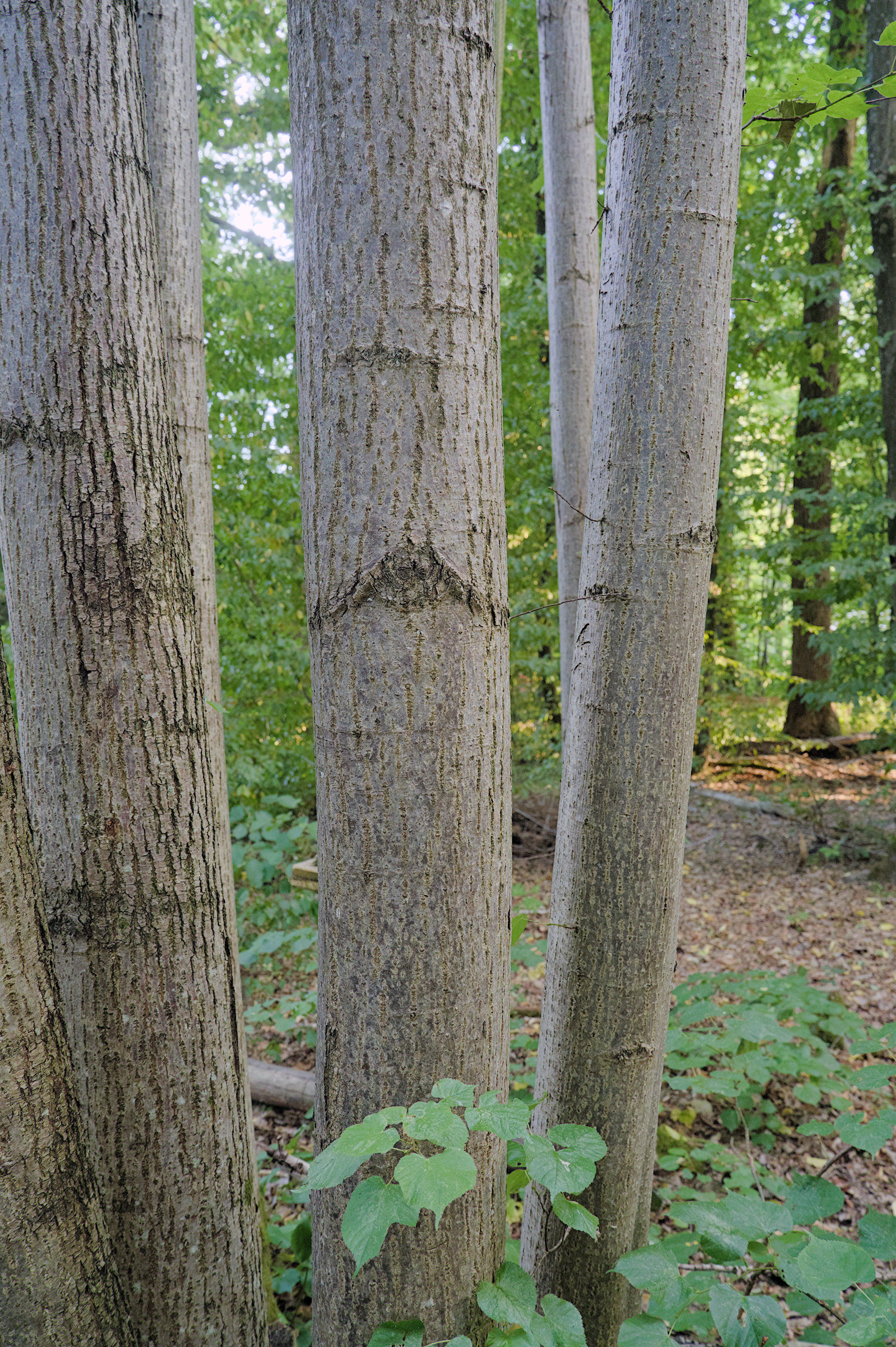 Common Linden photo 5