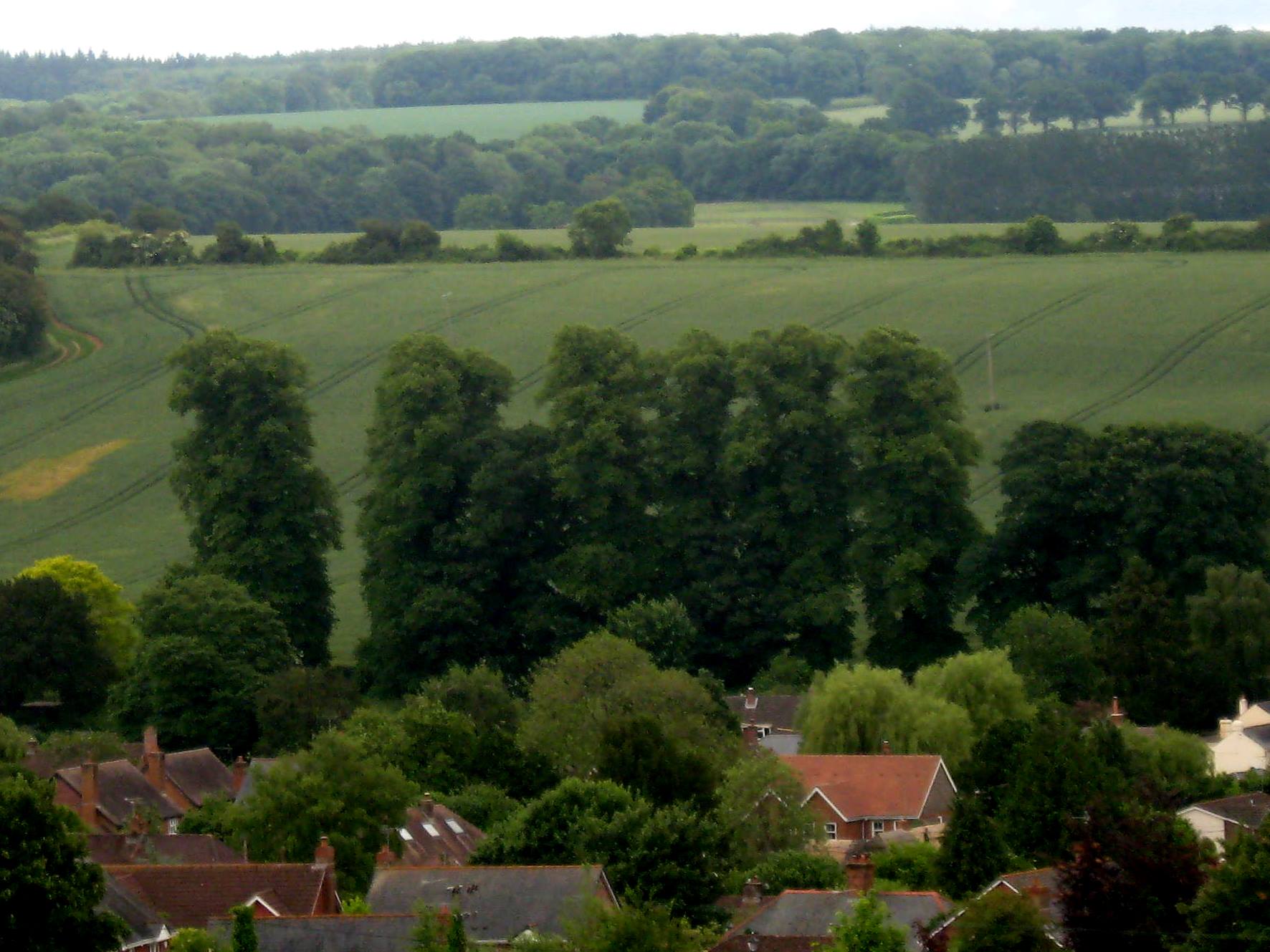 Common Linden photo 6