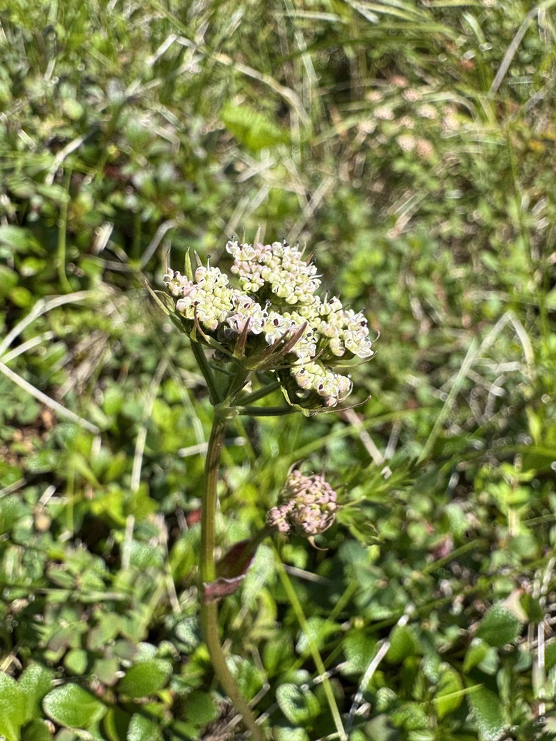 False Snowparsley