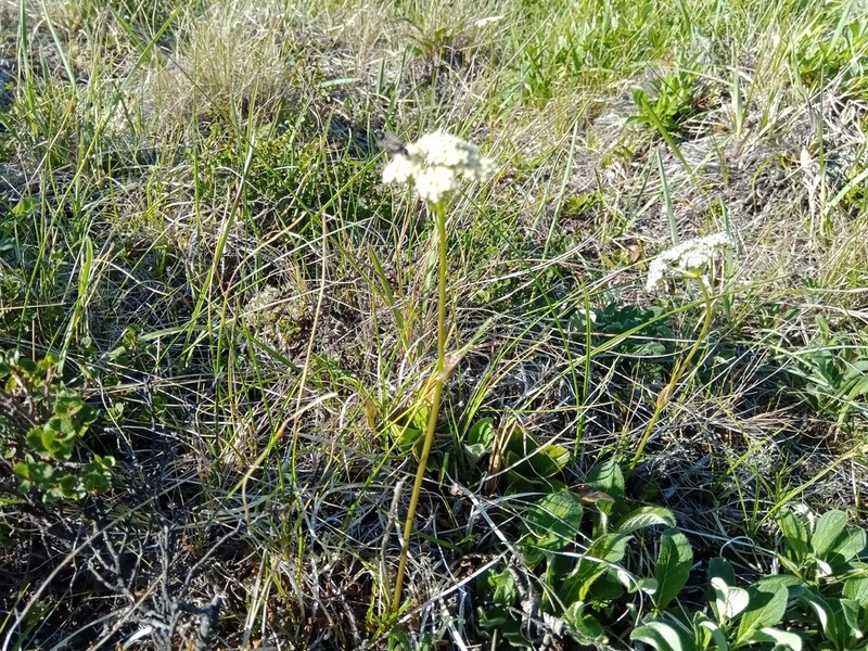 False Snowparsley photo 2