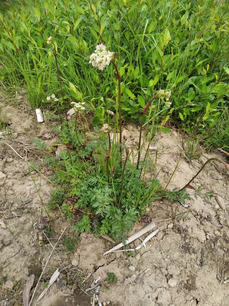 False Snowparsley photo 3