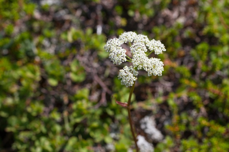 False Snowparsley photo 5
