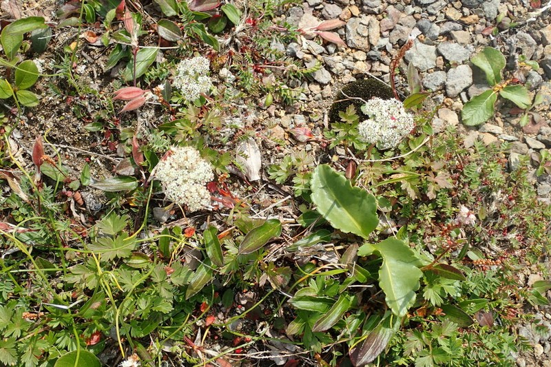 False Snowparsley photo 6