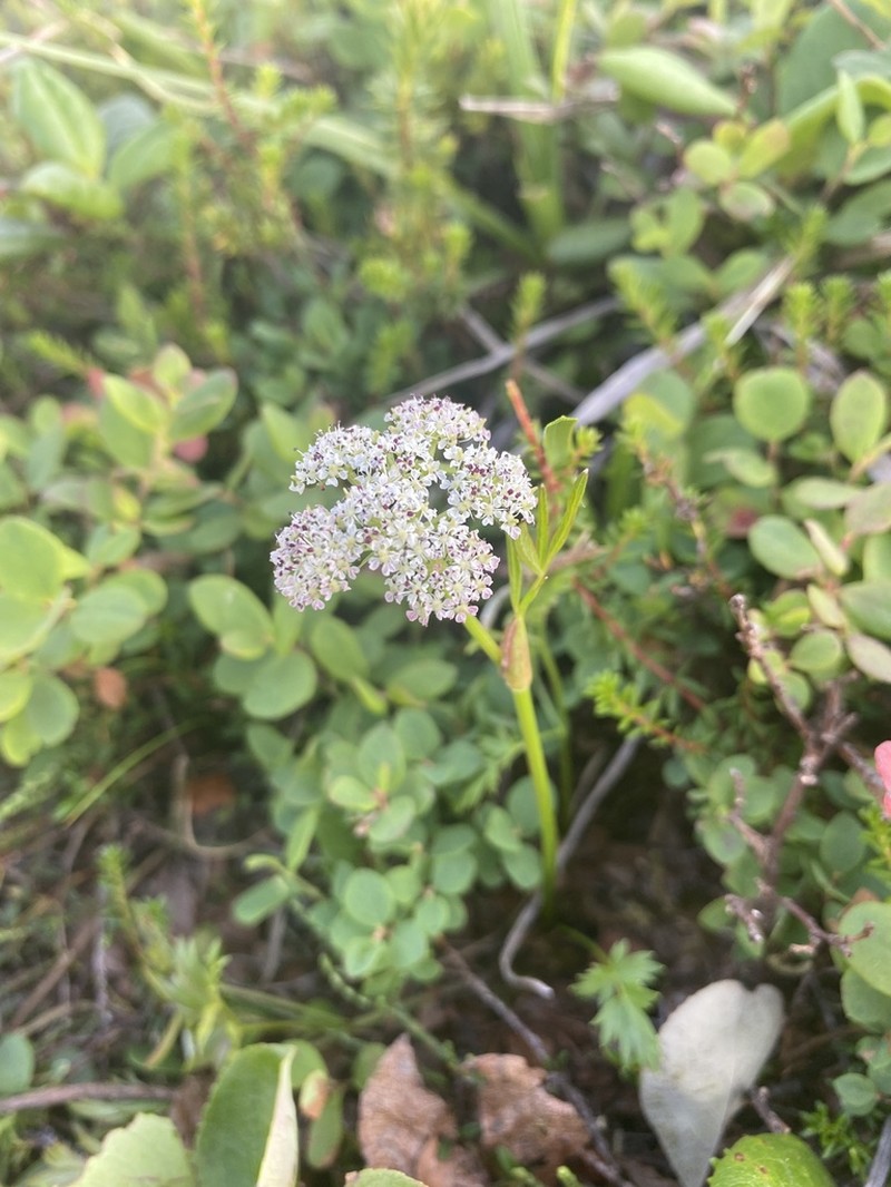 False Snowparsley photo 7