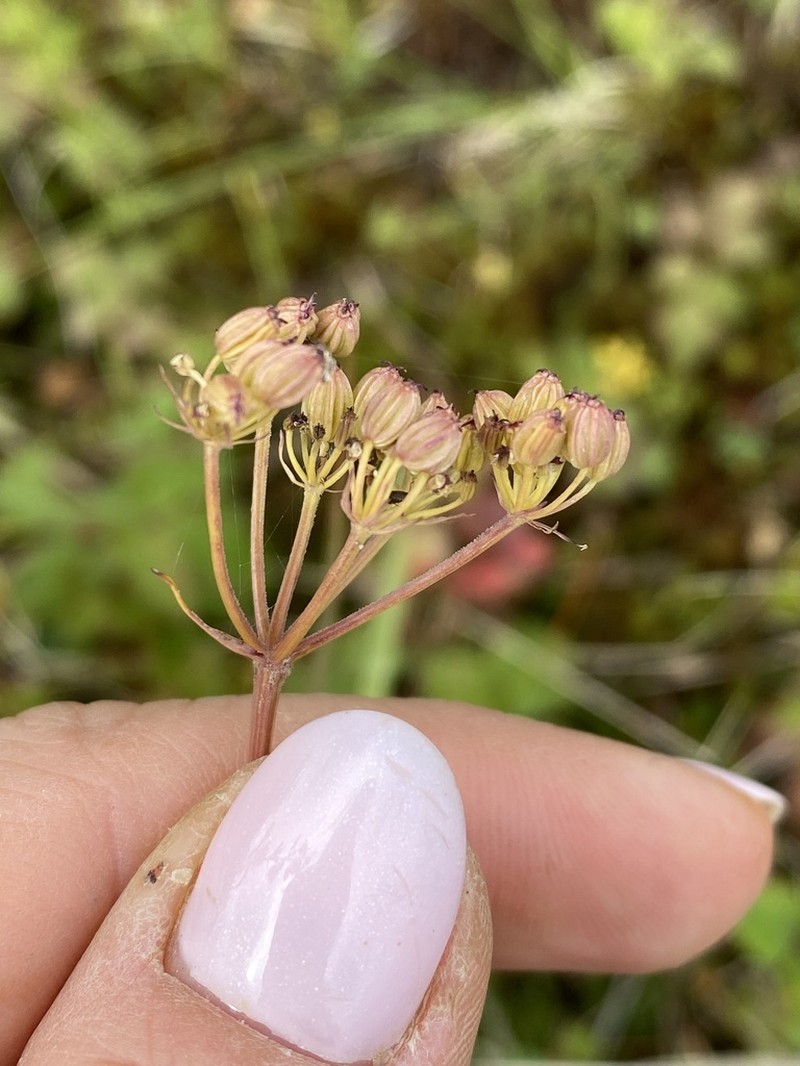 False Snowparsley photo 8