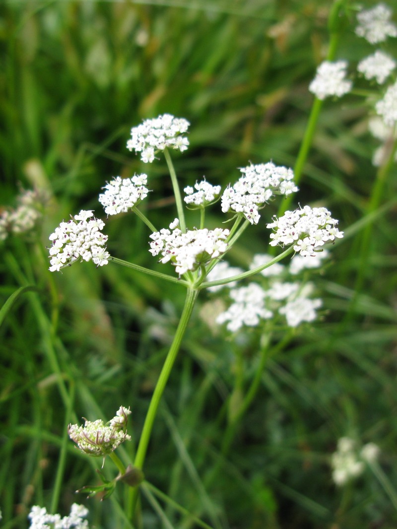 False Snowparsley photo 4