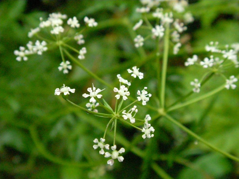 False Snowparsley photo 5