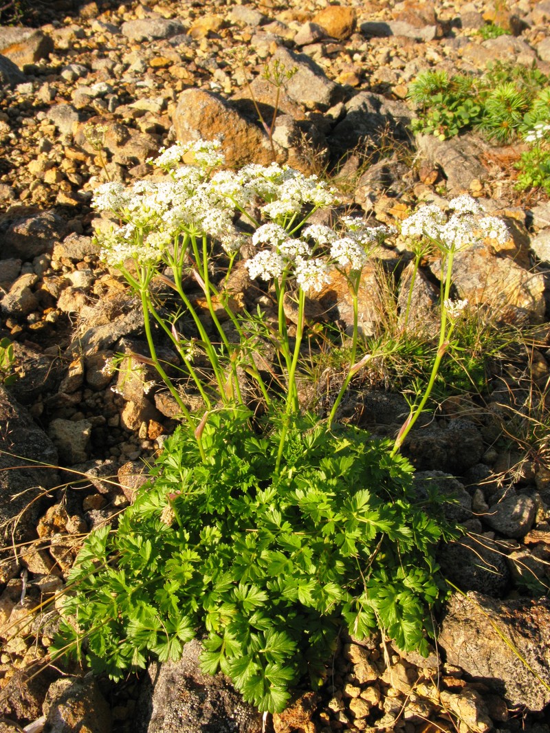 False Snowparsley