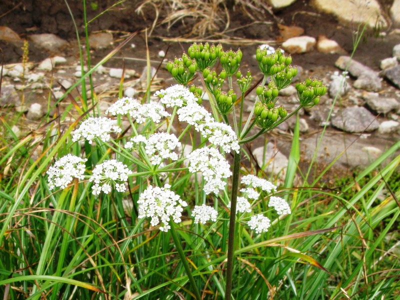 False Snowparsley photo 2