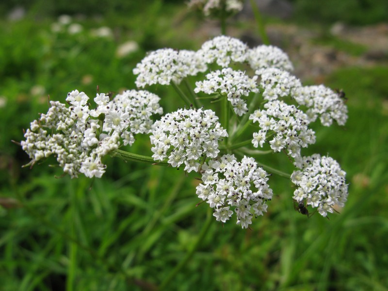 False Snowparsley photo 3