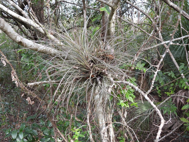 Airplant