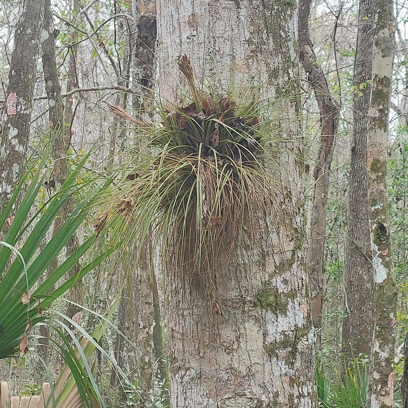 Airplant photo 2