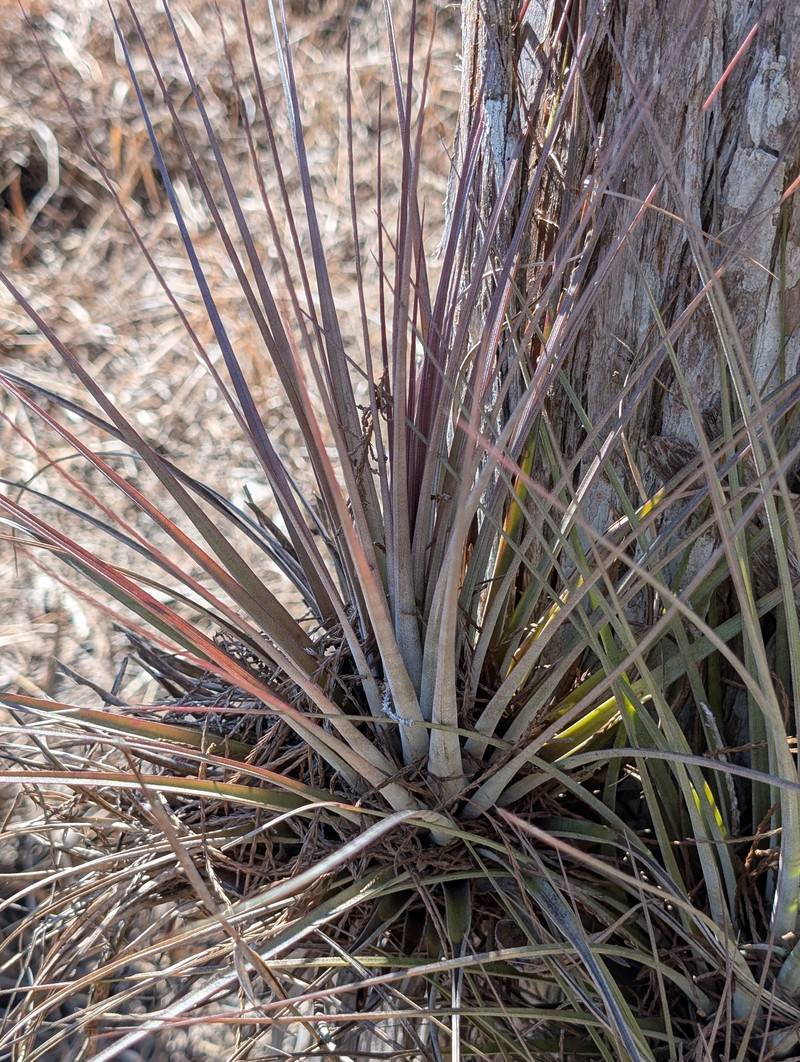 Airplant photo 3