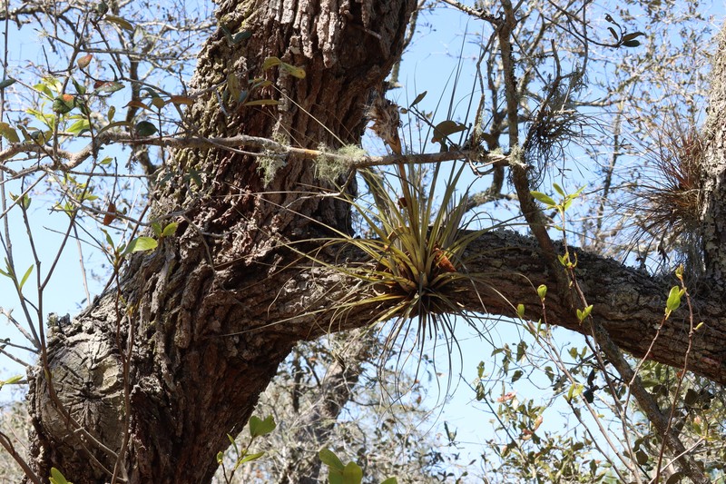 Airplant photo 4