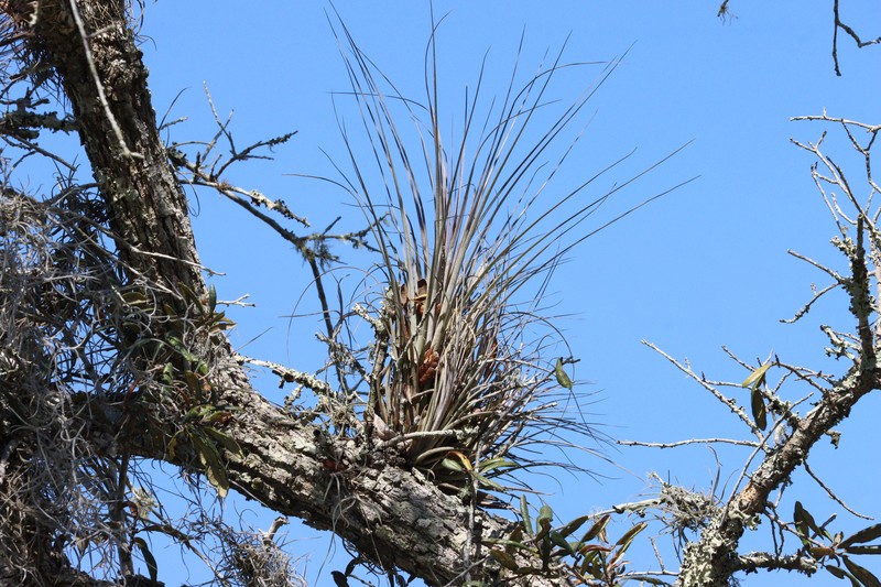 Airplant photo 5
