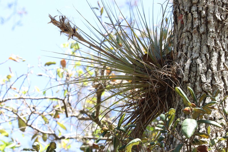 Airplant photo 6
