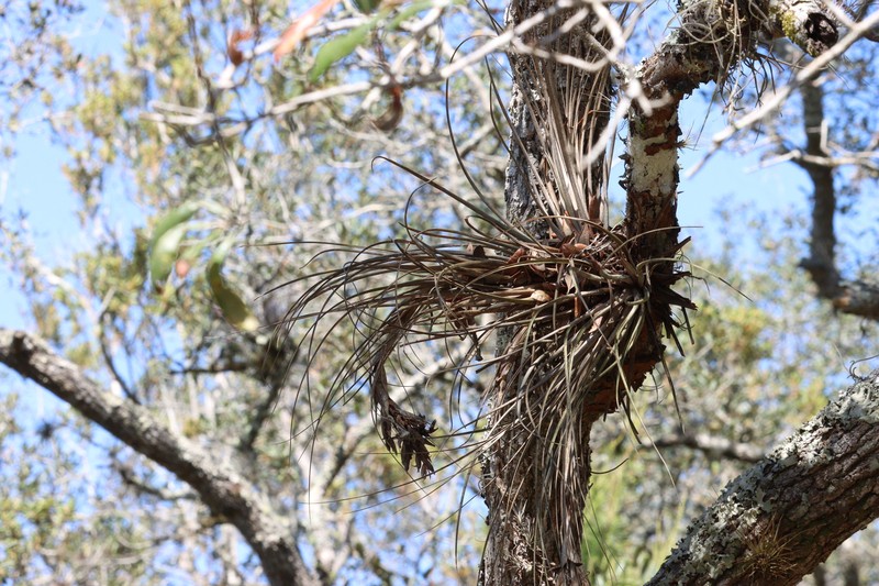 Airplant photo 7