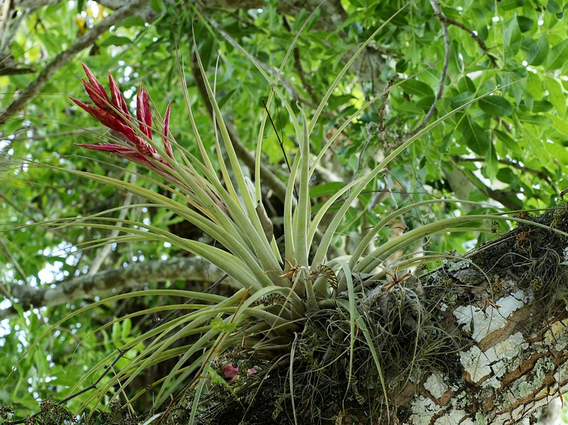 Airplant