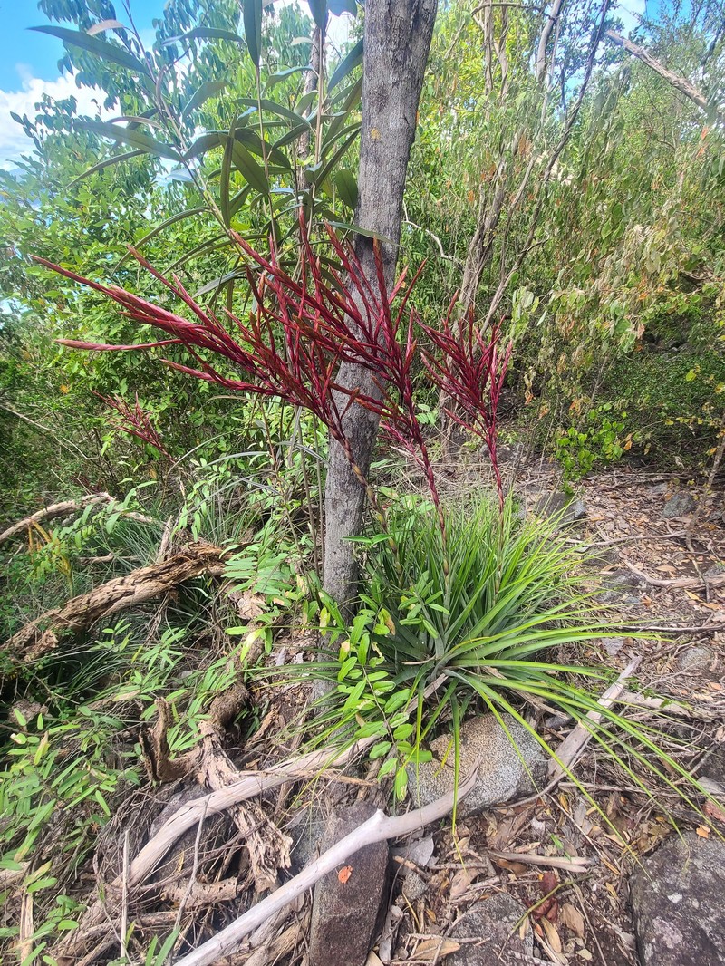 Pinon