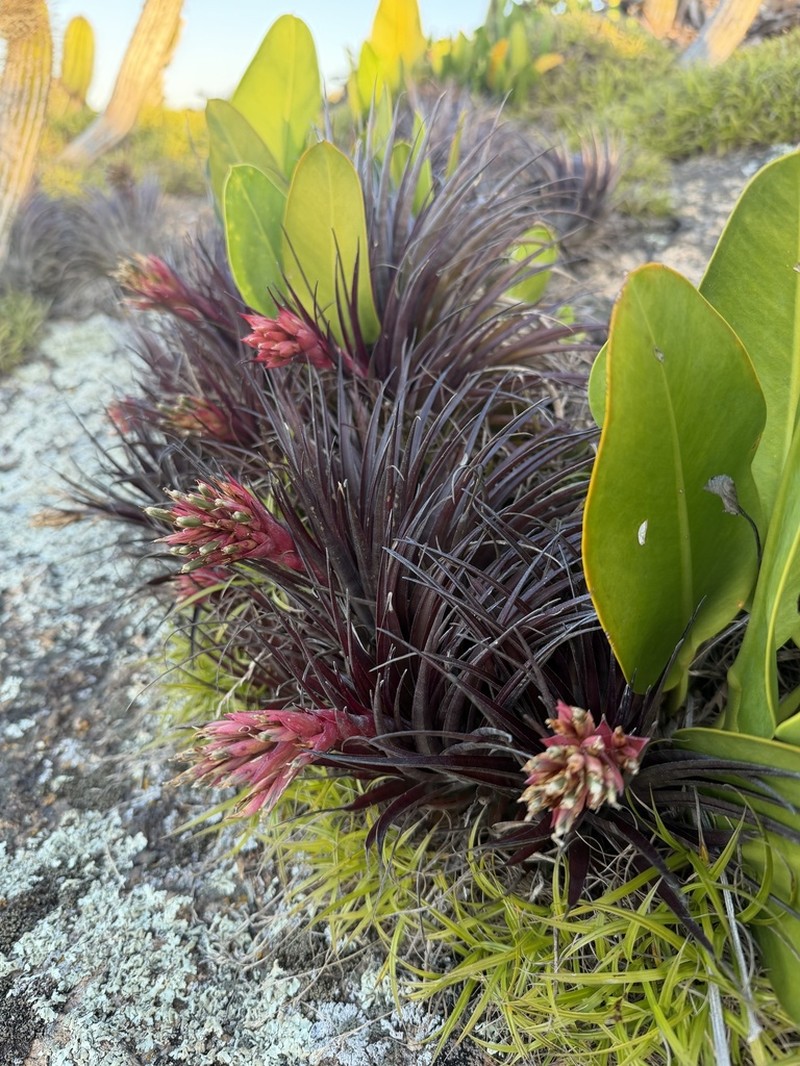 Tillandsia alcatrazensis