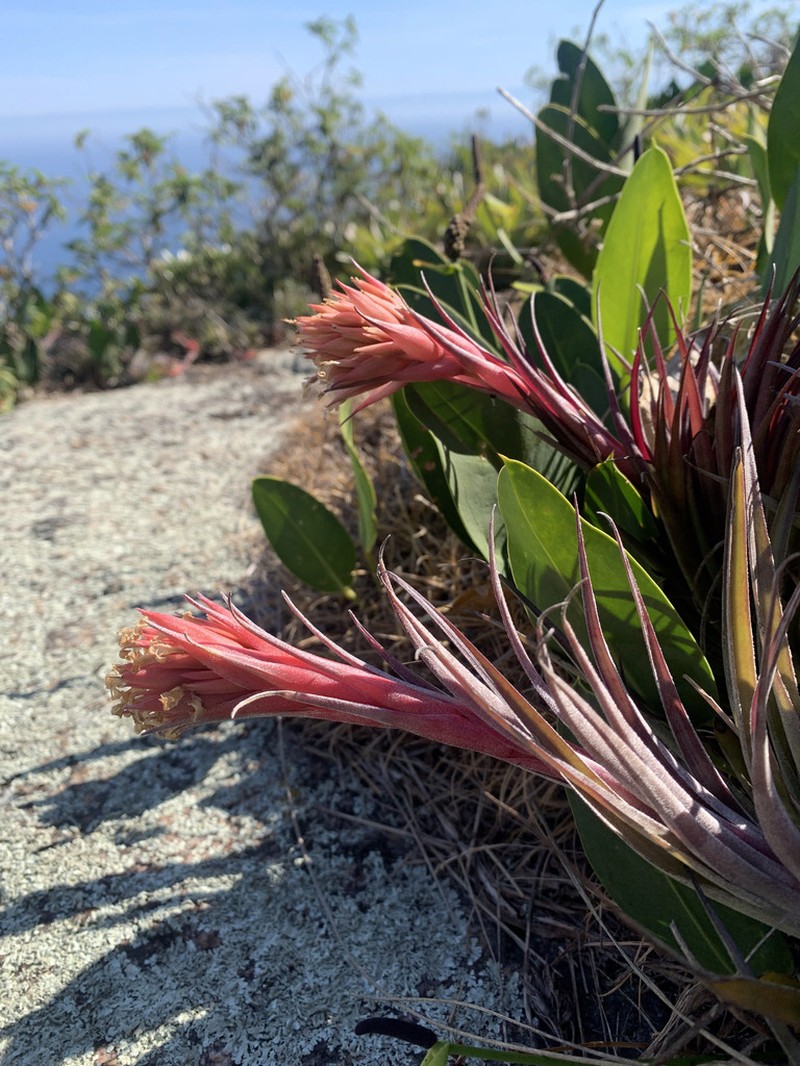 Tillandsia alcatrazensis photo 2