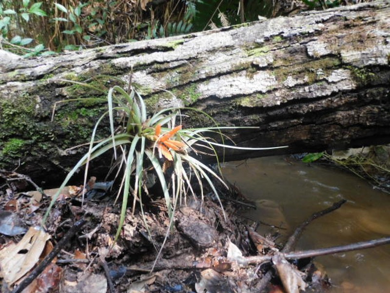 Tillandsia alto-mayoensis