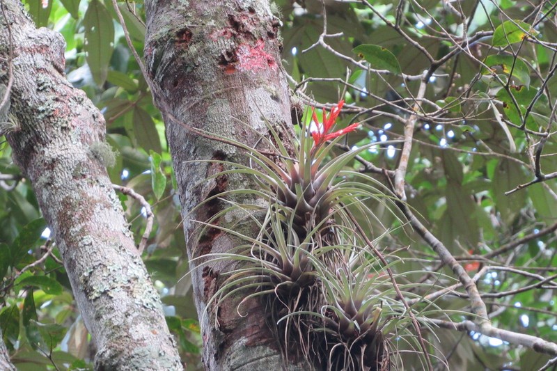 Tillandsia alto-mayoensis photo 2