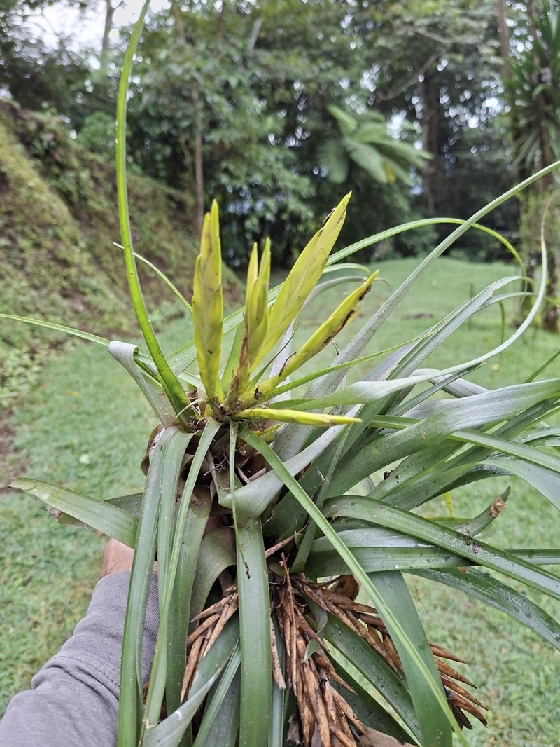 Tillandsia atitlanensis