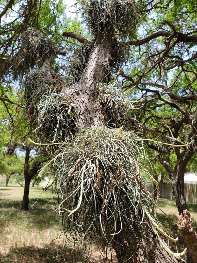 Reflexed Airplant photo 2