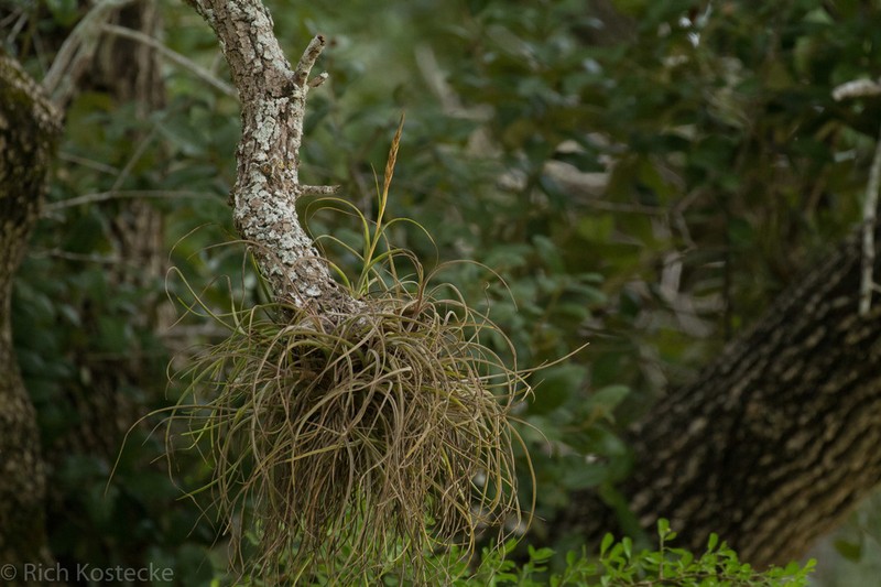 Reflexed Airplant photo 3
