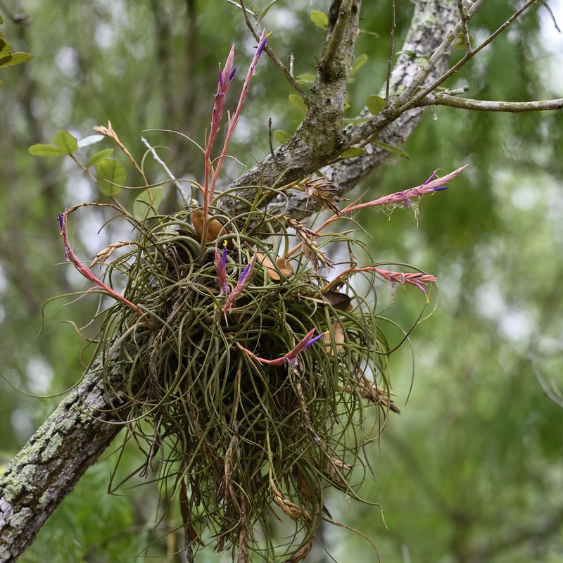 Reflexed Airplant photo 4