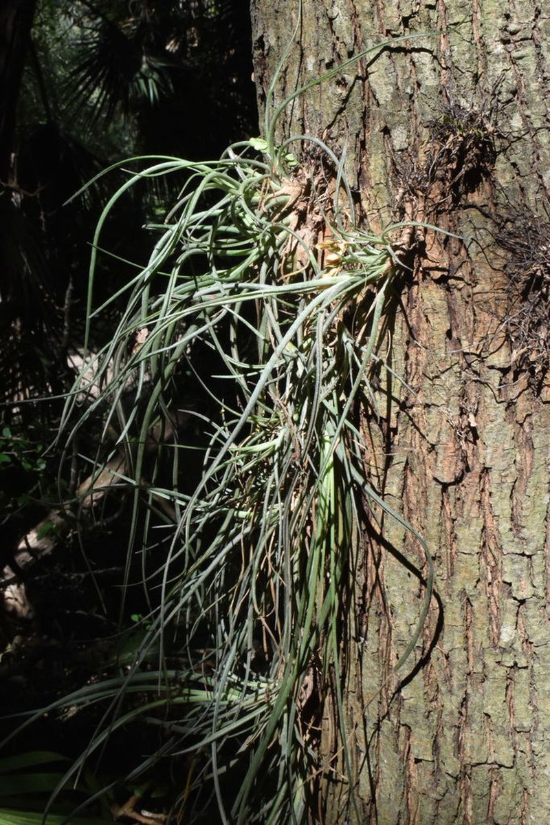 Reflexed Airplant photo 5