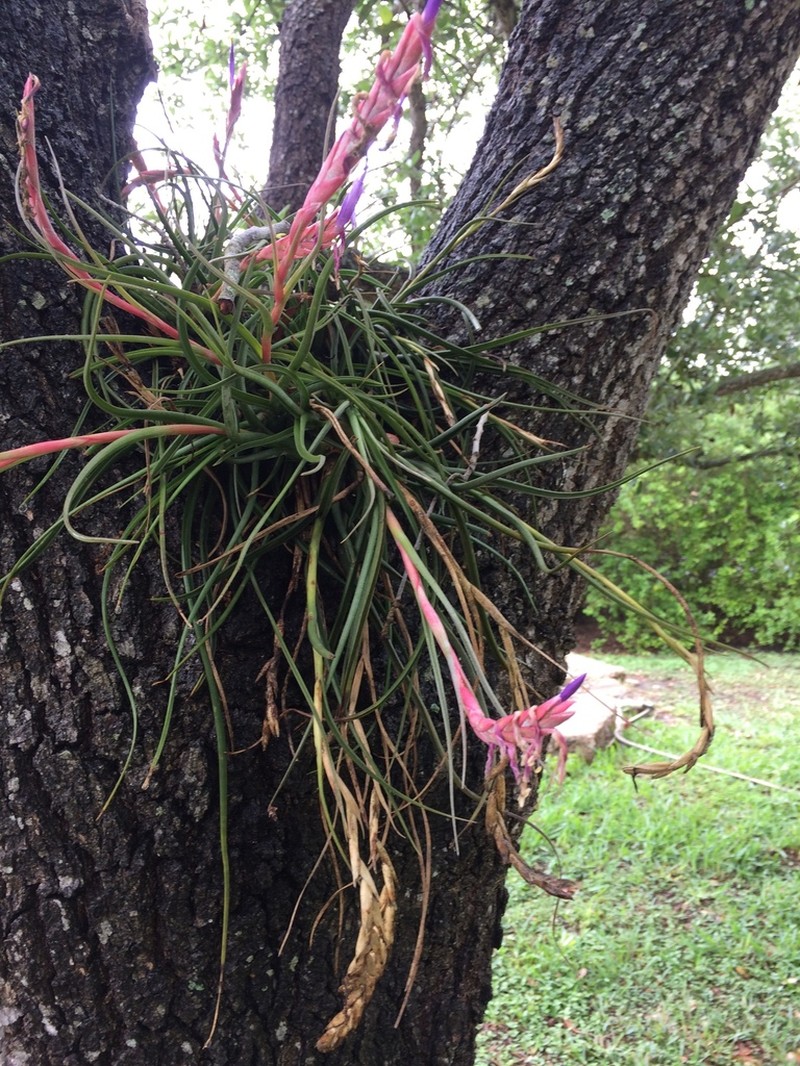 Reflexed Airplant photo 6