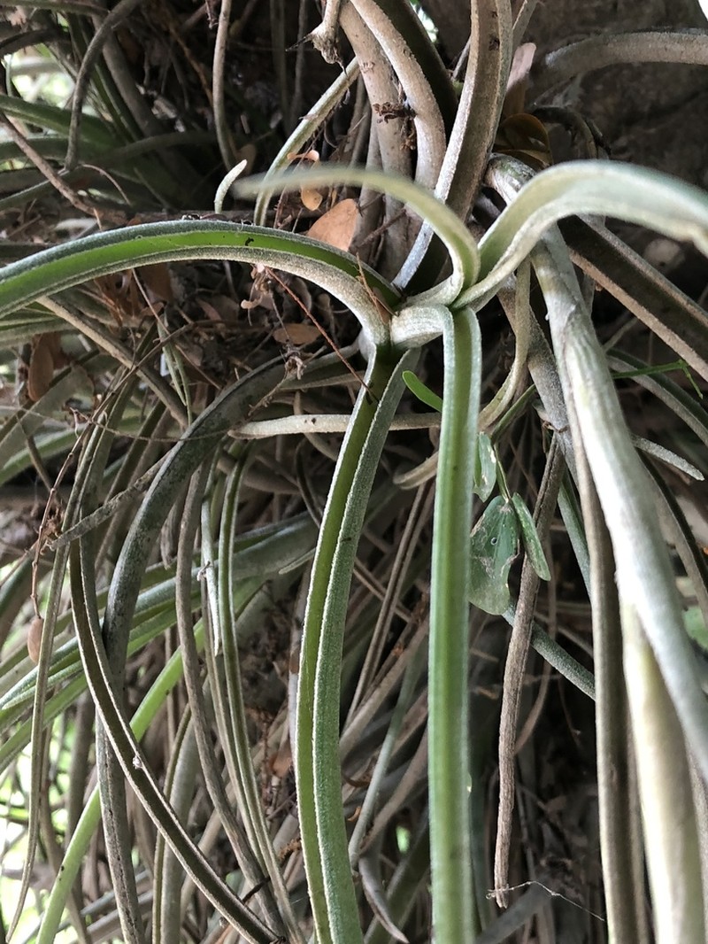 Reflexed Airplant photo 7