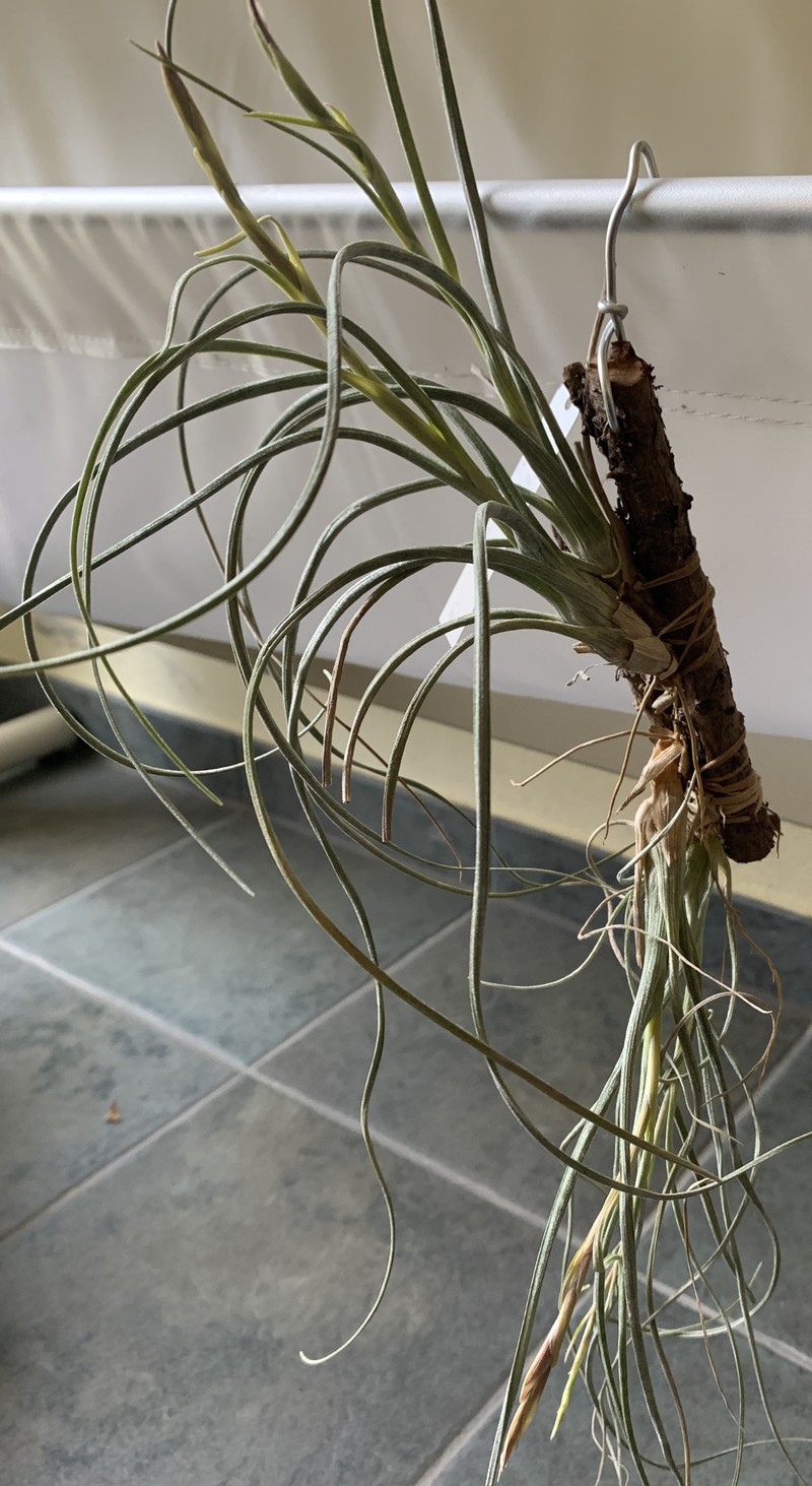 Reflexed Airplant