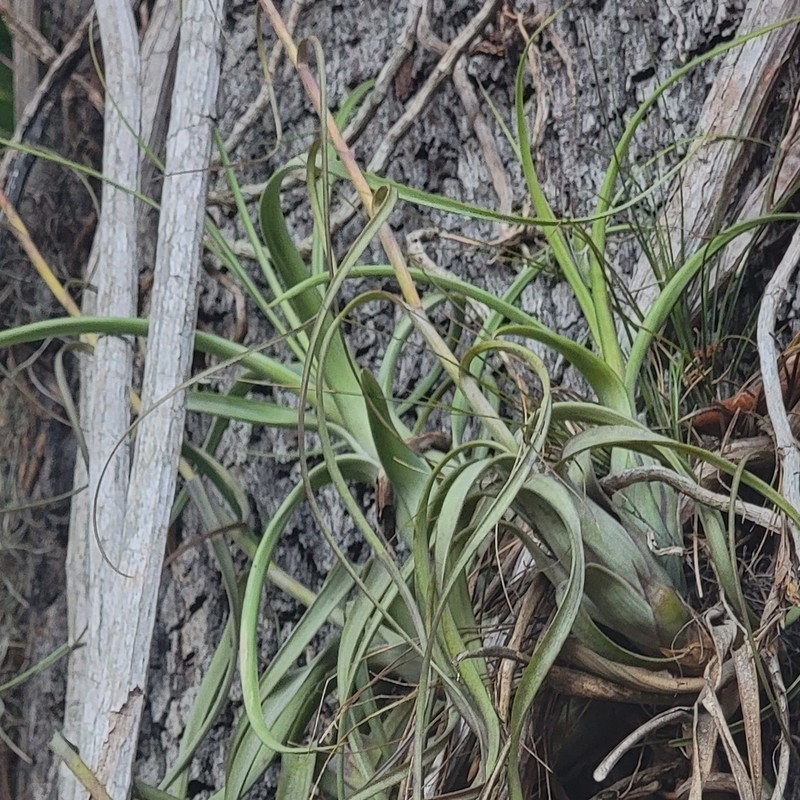 Northern Needleleaf photo 2