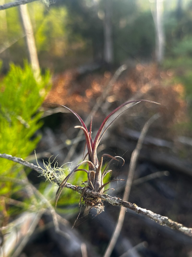 Northern Needleleaf photo 5