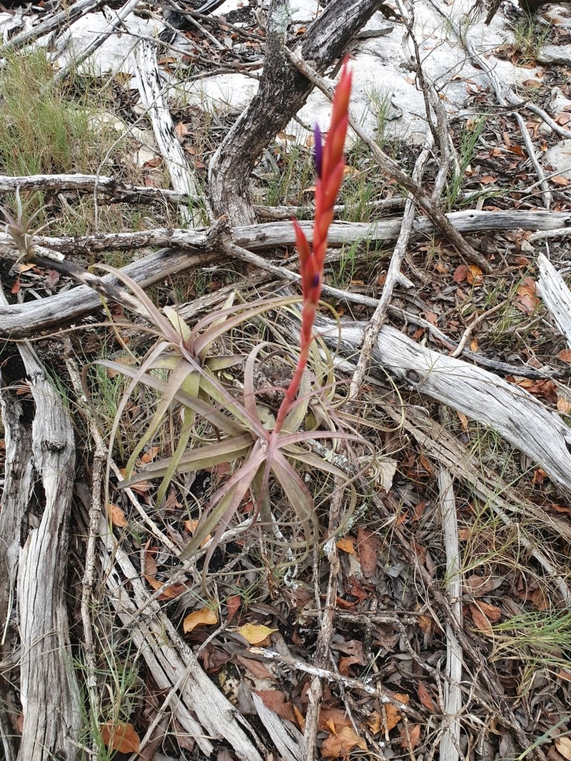 Northern Needleleaf photo 6