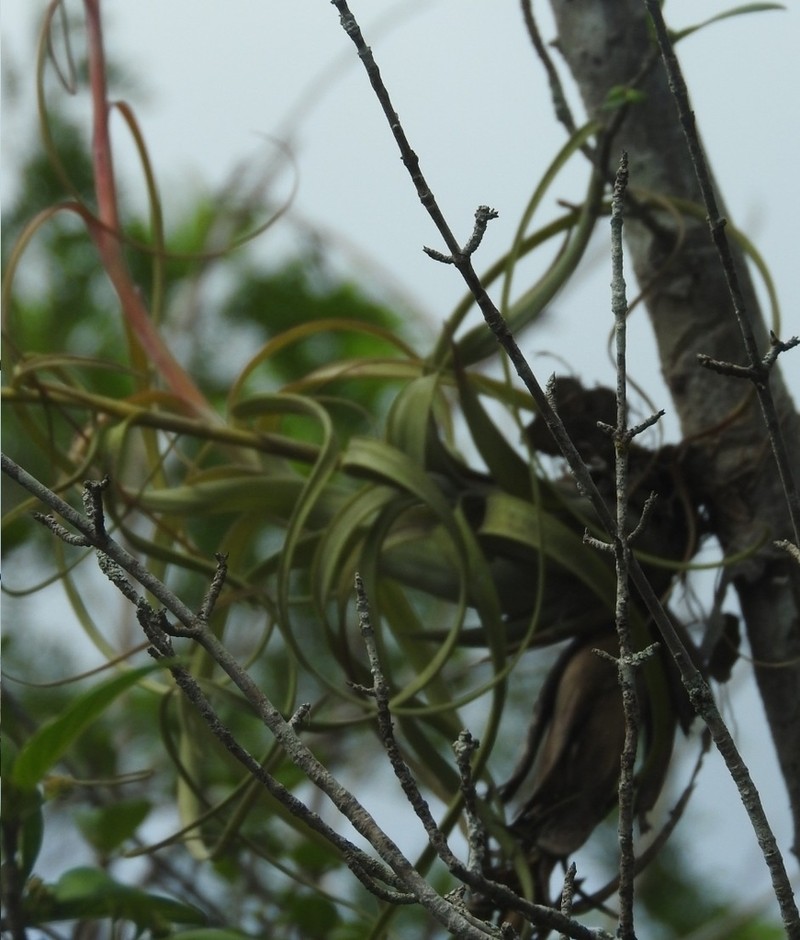 Northern Needleleaf photo 7