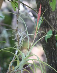 Northern Needleleaf