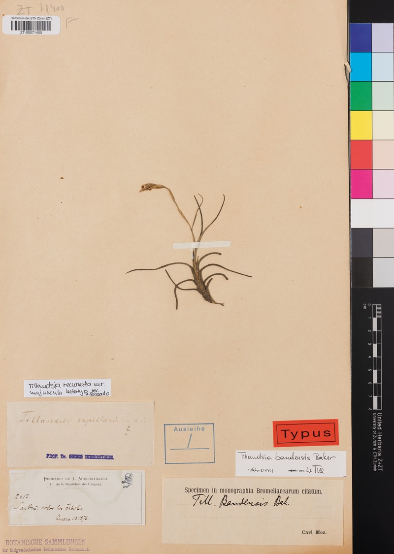 Tillandsia bandensis subsp. bandensis