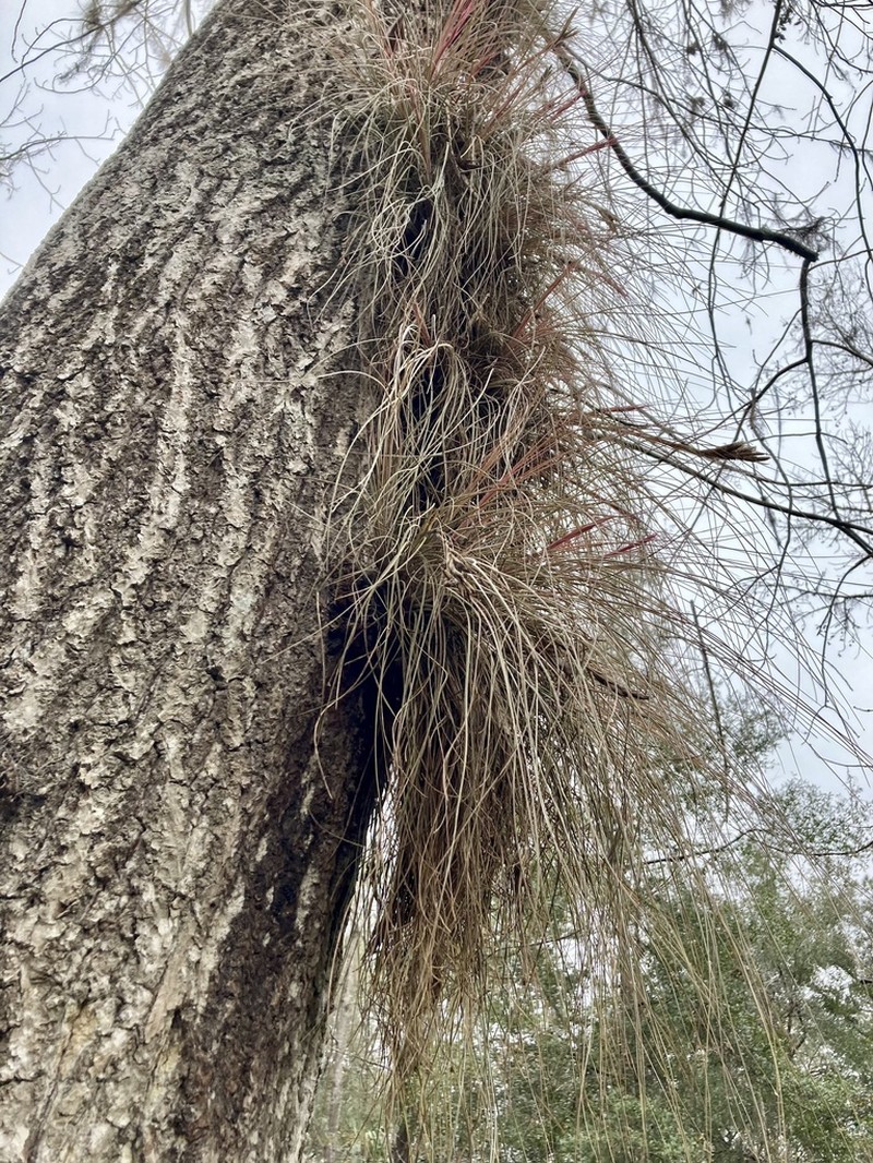Bartram's airplant photo 4