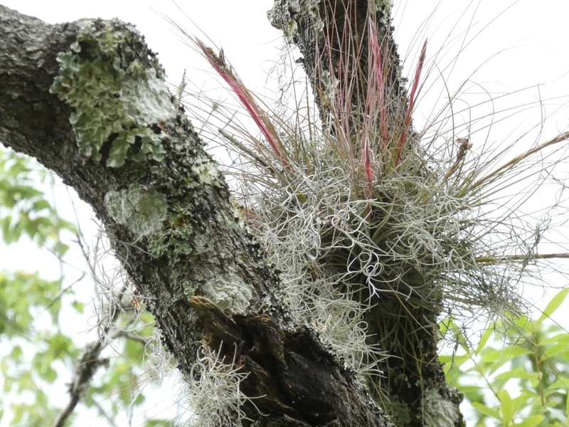 Bartram's airplant photo 5
