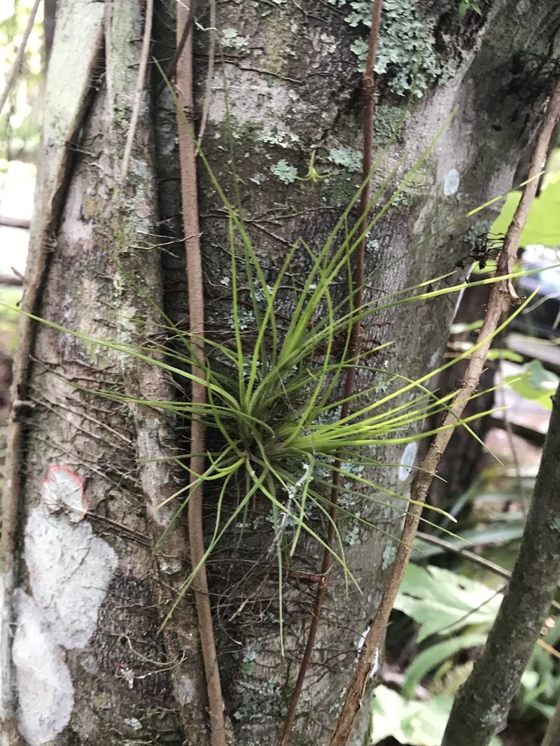 Bartram's airplant photo 7