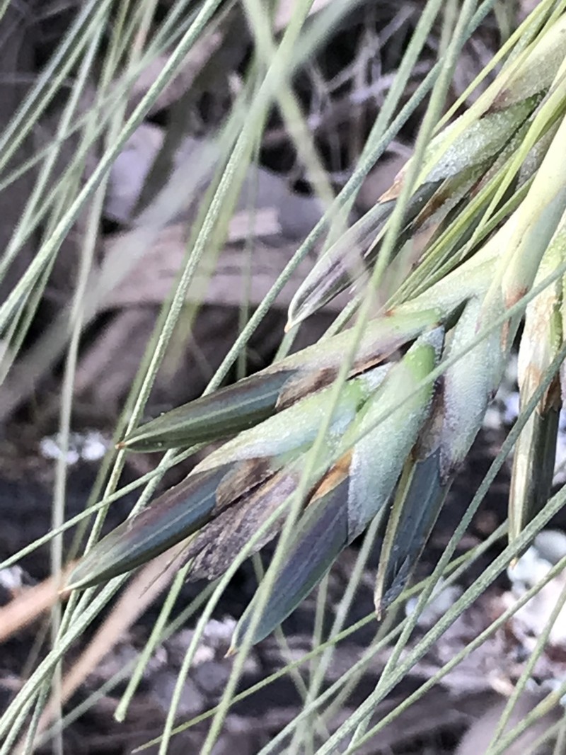 Bartram's airplant photo 8