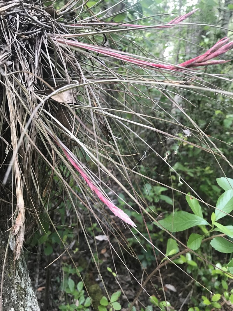 Airplant photo 2