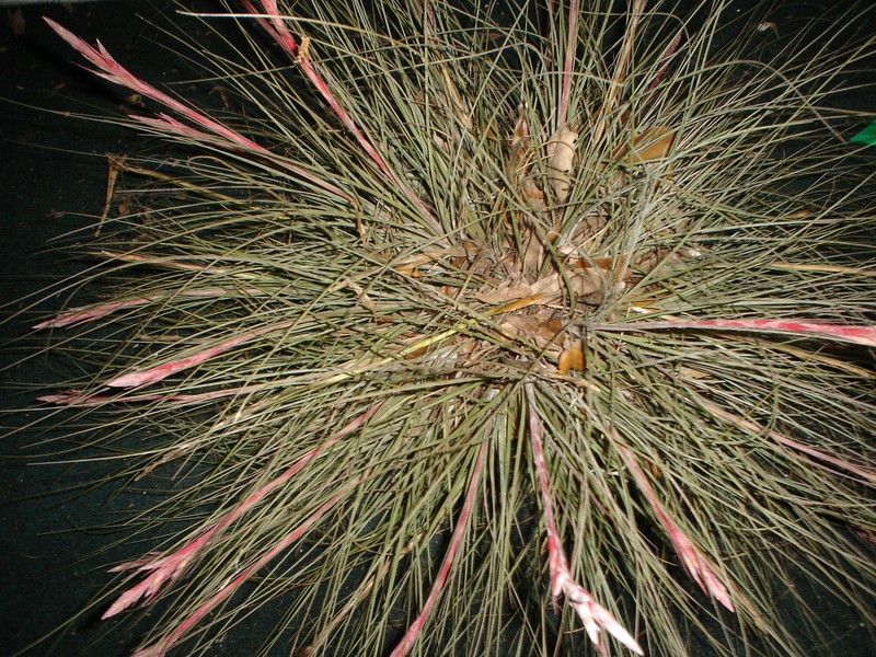Bartram's airplant