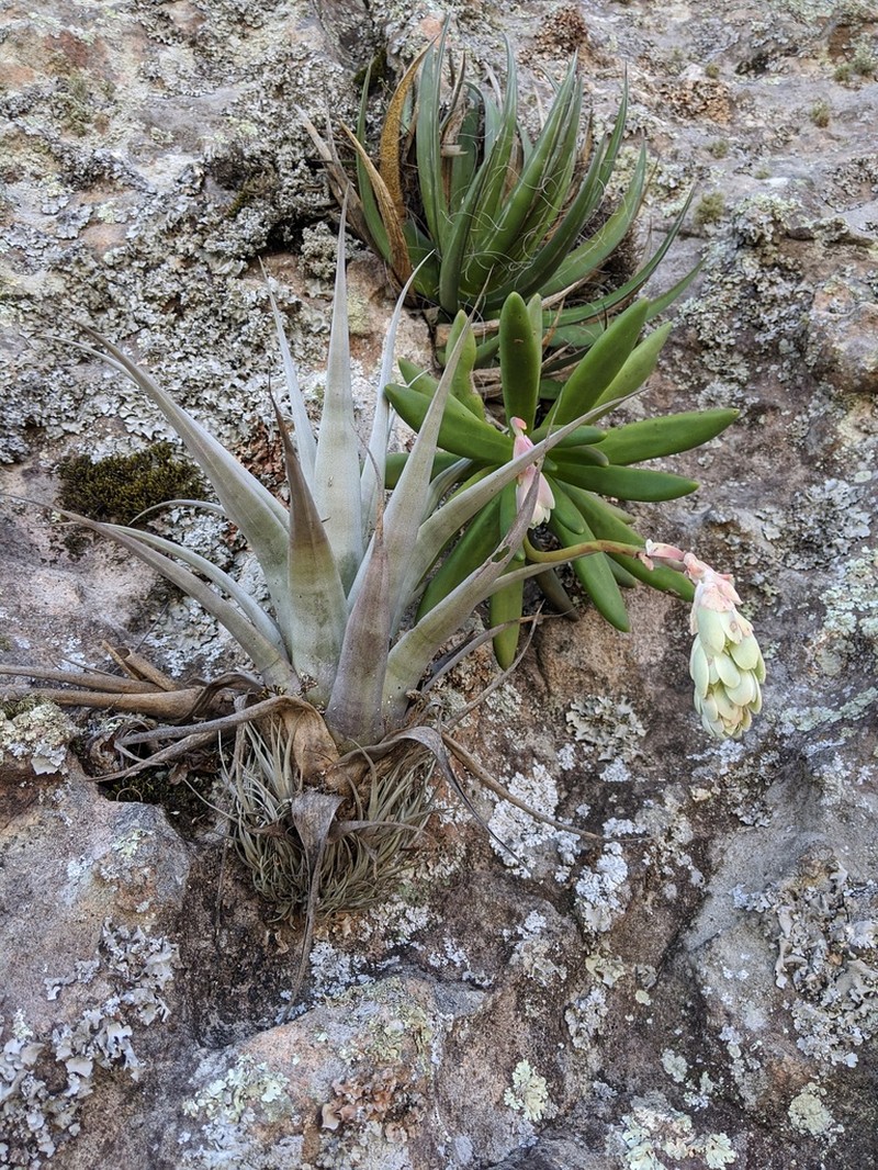 Tillandsia bernalensis photo 2