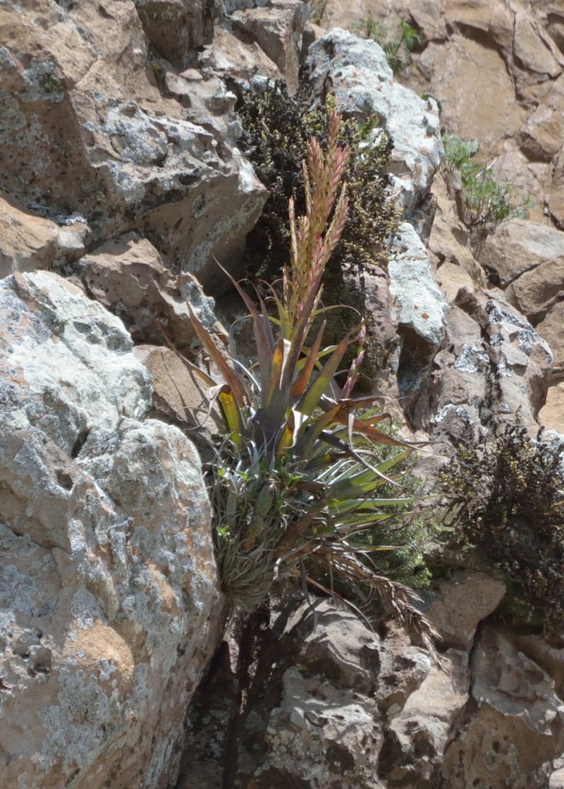 Tillandsia bernalensis photo 3
